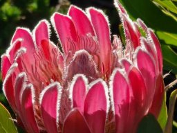 Protea compacta erect staminodes